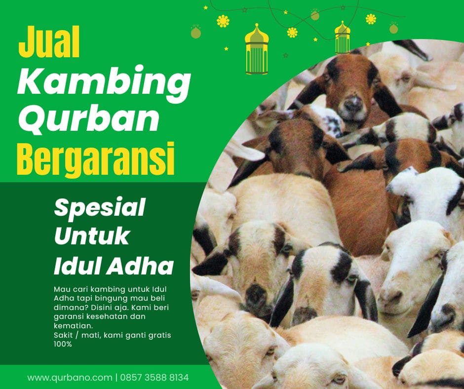 Jual kambing qurban Kota Bogor 
